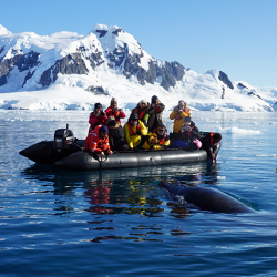 Whale Watching